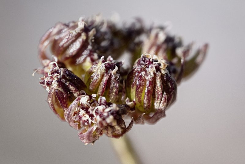 Cymopterus bakeri, photographed by Cecelia Alexander