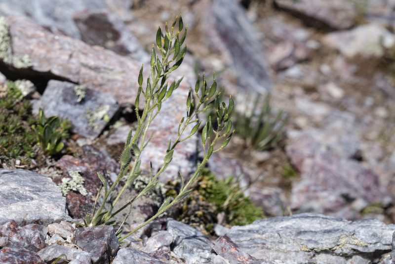 Draba heilii, photographed by Cecelia Alexander