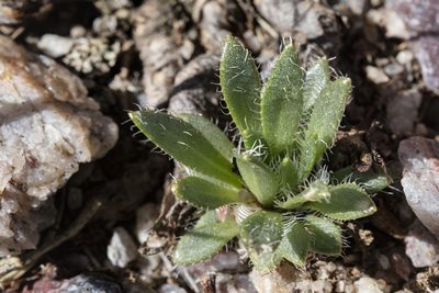 Draba heilii, photographed by Cecelia Alexander