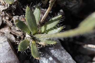 Draba heilii, photographed by Cecelia Alexander