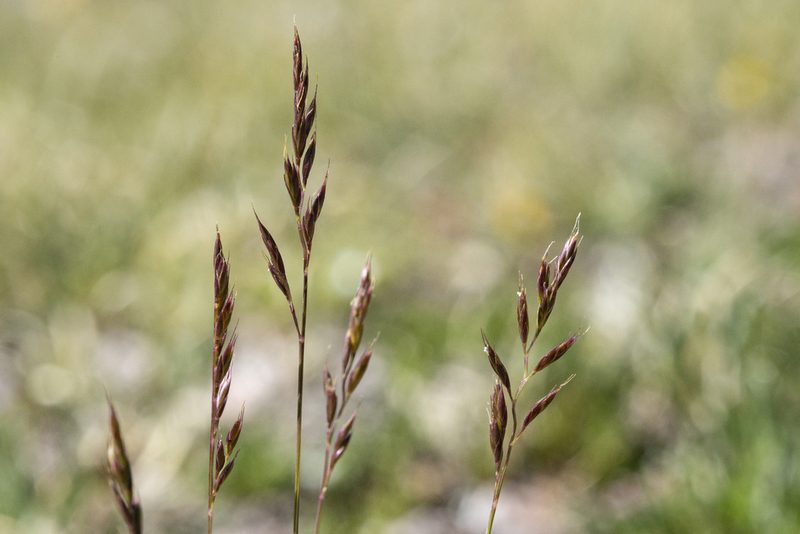 Festuca brachyphylla, photographed by Cecelia Alexander