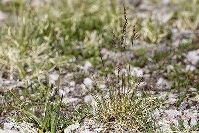 Festuca brachyphylla, photographed by Cecelia Alexander