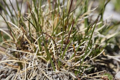 Festuca brachyphylla, photographed by Cecelia Alexander