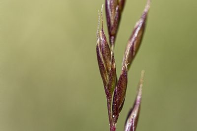 Festuca brachyphylla, photographed by Cecelia Alexander