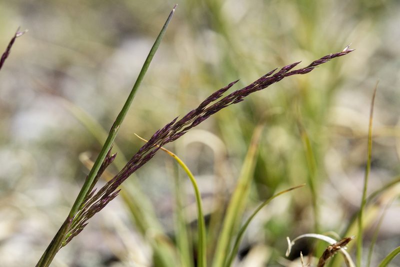 Agrostis variabilis, photographed by Cecelia Alexander