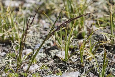 Agrostis variabilis, photographed by Cecelia Alexander