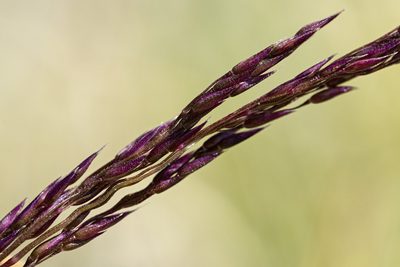 Agrostis variabilis, photographed by Cecelia Alexander