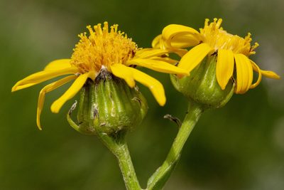 Senecio crassulus, photographed by Cecelia Alexander