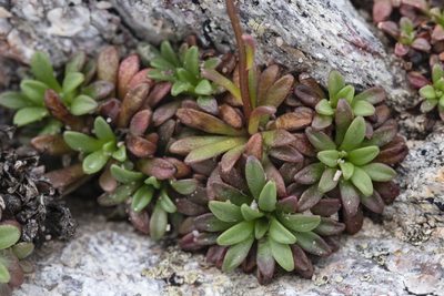 Saxifraga chrysantha, photographed by Cecelia Alexander