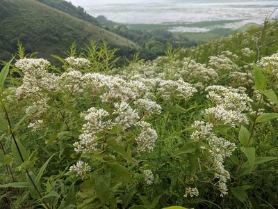 Eupatorium sessilifolium, photographed by Ethan Rose