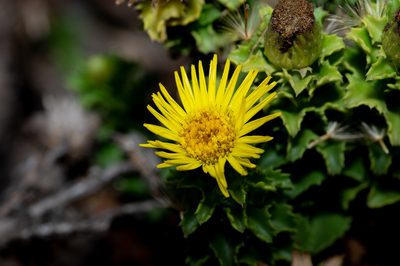 Haplopappus foliosus, photographed by Jorge Herreros de Lartundo