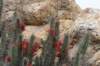 Eulychnia castanea, photographed by Jorge Herreros de Lartundo