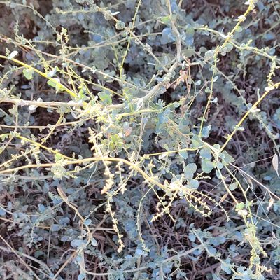 Atriplex halimus, photographed by Dan Horowitz
