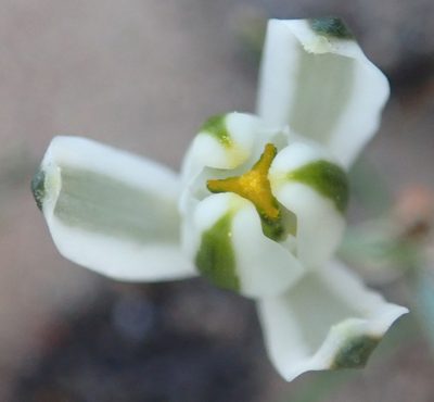 Albuca longipes, photographed by Nicola van Berkel