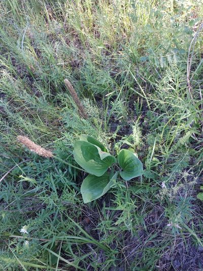 Plantago maxima, photographed by Вячеслав Пискарев