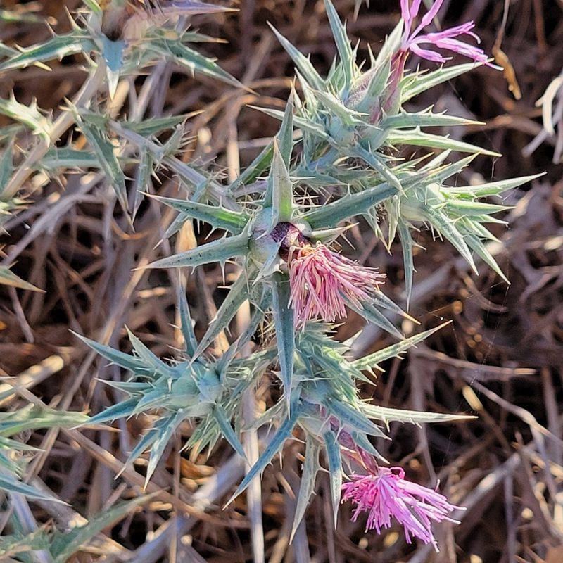 Carthamus tenuis, photographed by Dan Horowitz