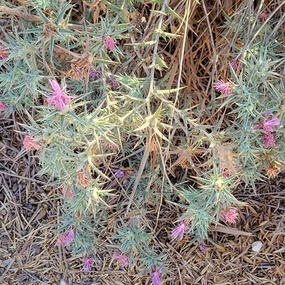 Carthamus tenuis, photographed by Dan Horowitz