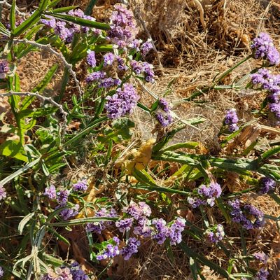 Limonium sinuatum, photographed by Dan Horowitz