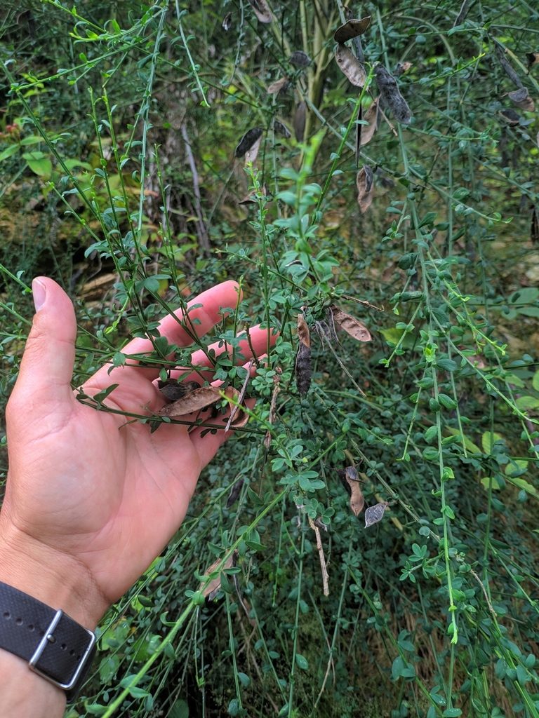 Cytisus cantabricus, photographed by Denys Vynokurov