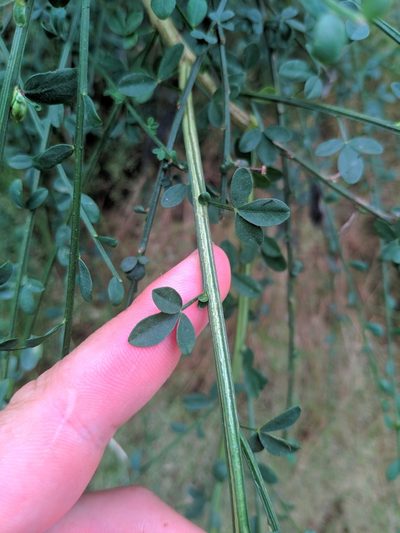 Cytisus cantabricus, photographed by Denys Vynokurov