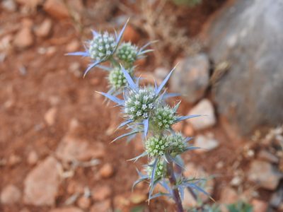 Eryngium dilatatum, photographed by Duarte Frade
