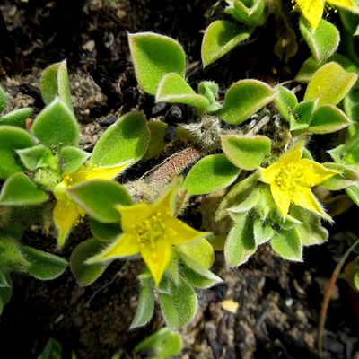 Aizoon glinoides, photographed by Di Turner