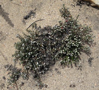 Phylica lanata, photographed by Di Turner