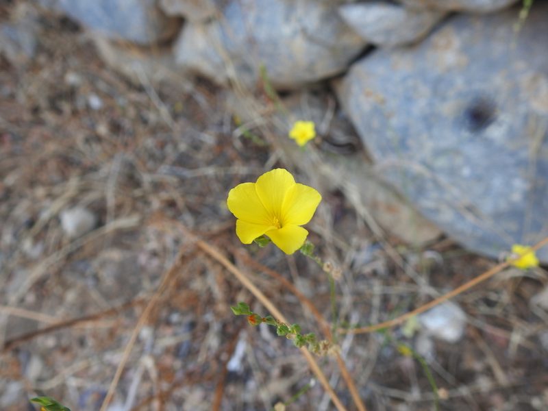 Linum tenue, photographed by Duarte Frade