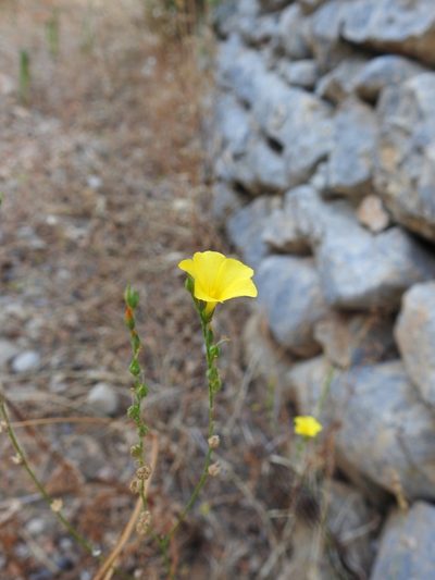 Linum tenue, photographed by Duarte Frade