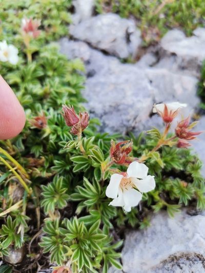 Potentilla clusiana, photographed by Daniel Ellehammer Larsen
