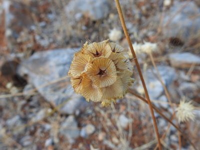 Lomelosia simplex, photographed by Duarte Frade