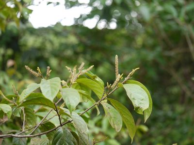 Antidesma montanum, photographed by Dinesh Valke
