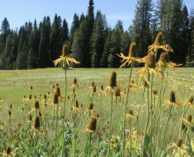 Rudbeckia californica, photographed by Cricket Raspet