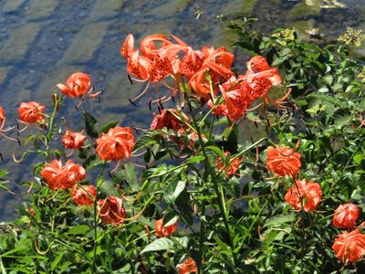 Lilium lancifolium, photographed by mami_t_t