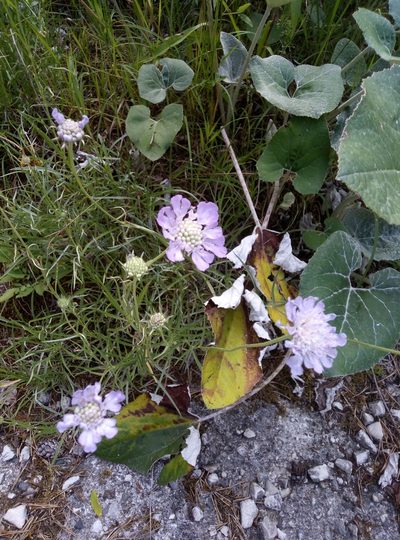 Lomelosia graminifolia, photographed by Martin Jung