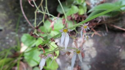 Saxifraga stolonifera, photographed by yajapin