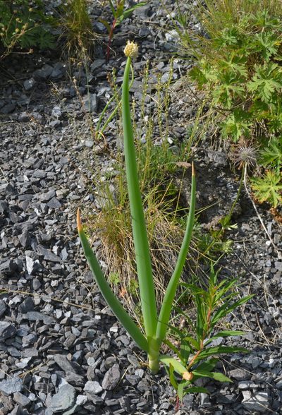 Allium altaicum, photographed by Dmitrii Ignatev