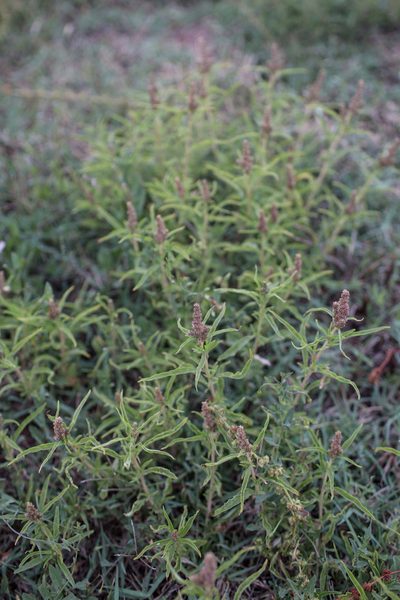 Amaranthus muricatus, photographed by Tim Johnson