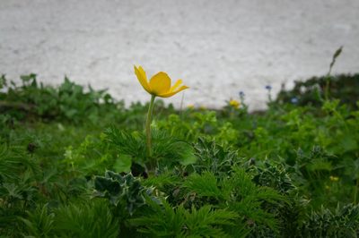 Pulsatilla aurea, photographed by anibaka