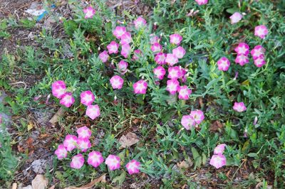 Convolvulus chinensis, photographed by anibaka