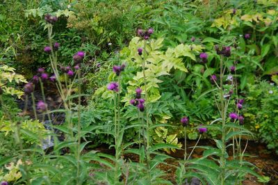 Cirsium helenioides, photographed by anibaka