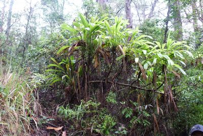 Cordyline petiolaris, photographed by Colin Meurk