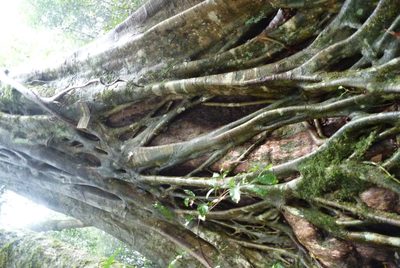 Ficus watkinsiana, photographed by Colin Meurk