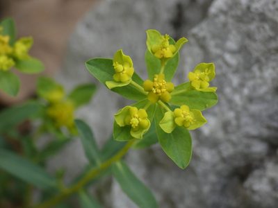 Euphorbia spinosa, photographed by Yves Bas