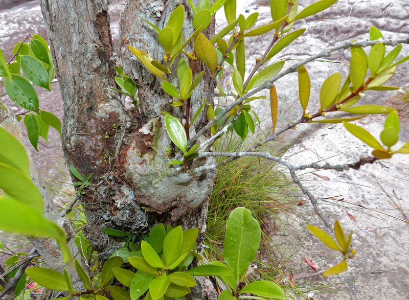 Hydnophytum formicarum, photographed by Bernard DUPONT