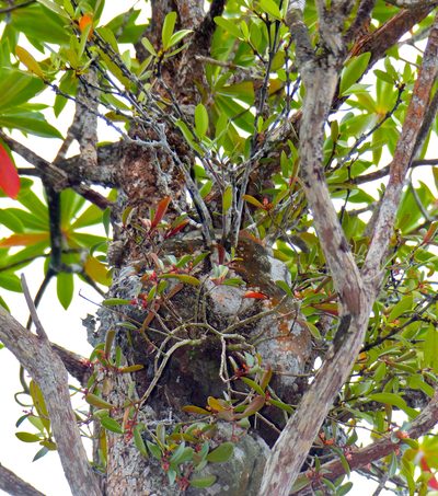 Hydnophytum formicarum, photographed by Bernard DUPONT
