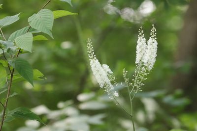 Actaea racemosa, photographed by Lisa Wiencek Gerbec