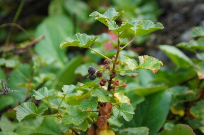 Ribes fragrans, photographed by anibaka
