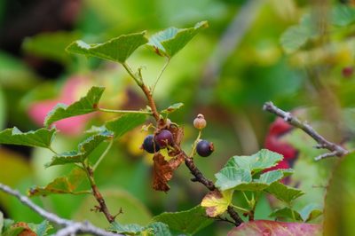 Ribes fragrans, photographed by anibaka