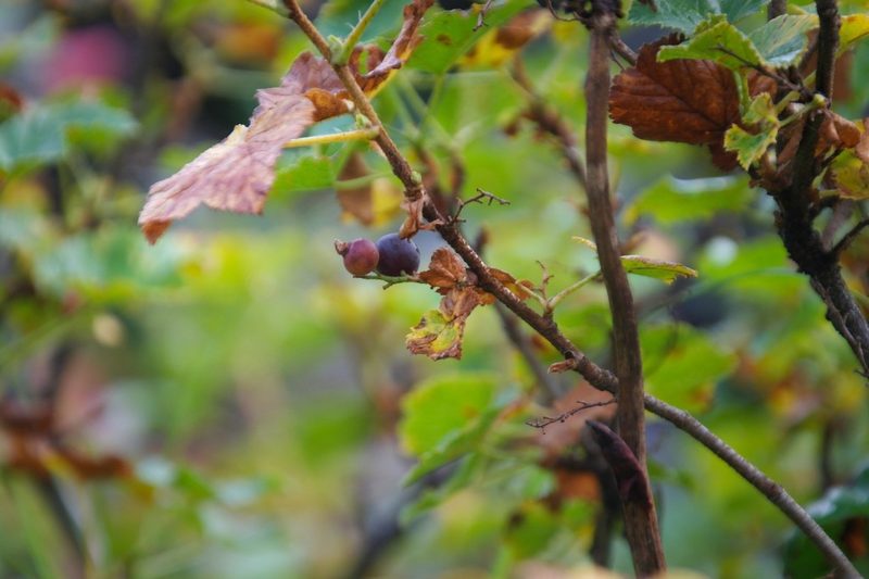Ribes fragrans, photographed by anibaka